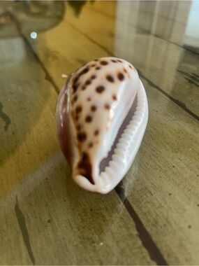 Cream and Brown Spotted Shell Accent engraved Mickey 3 inches